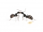 Preview: Camponotus micans